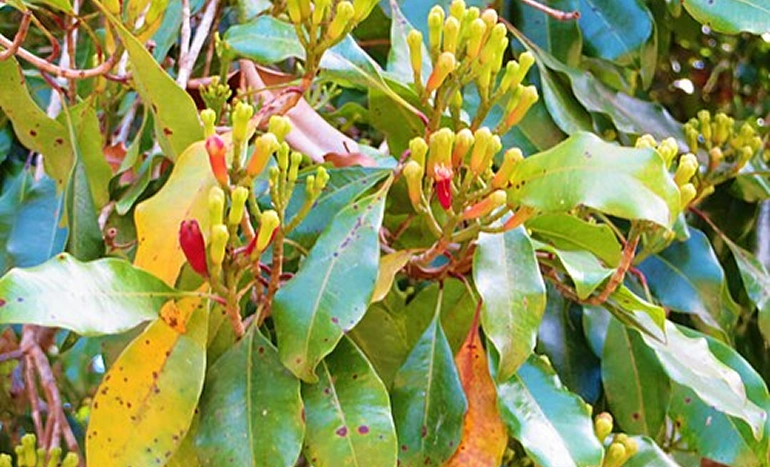 Laung Tree - Spicy Treasure