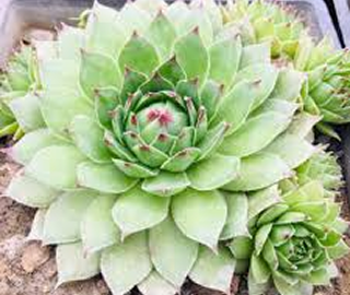 Laxmi Kamal Tree - Environmental Benefits