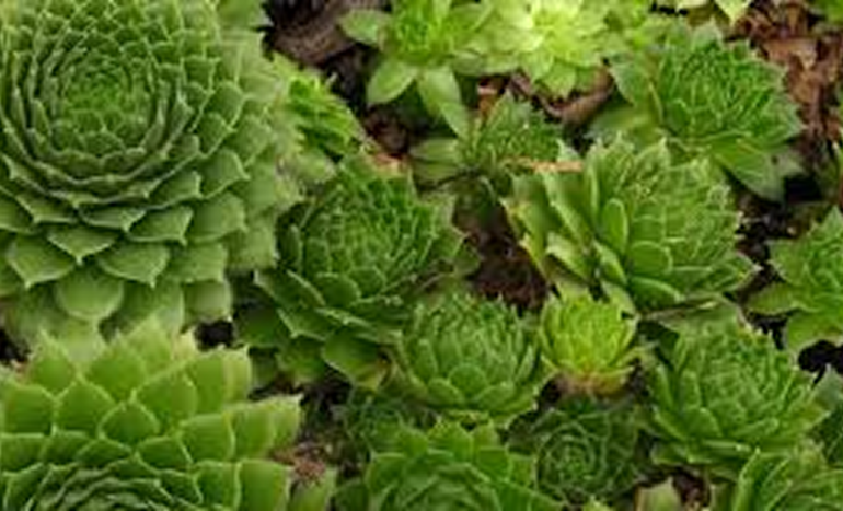 Laxmi Kamal Tree - Mystical Powers