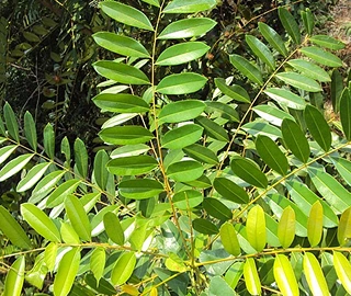 Laxmi Taru Tree - Multi-Purpose Uses
