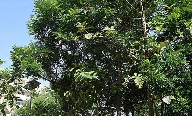 Laxmi Taru Tree - Nature’s Treasure