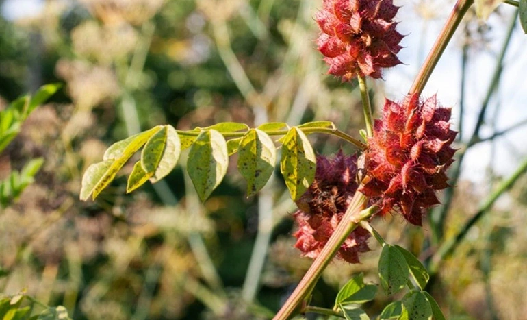 Licorice Root - Sweet and Healing