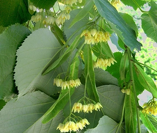 Little Leaf Linden - Heart-Shaped Leaves