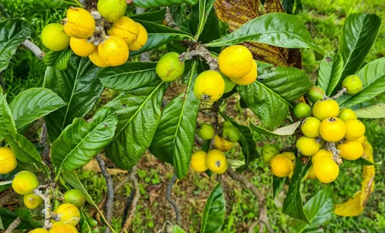 Loquat Tree - Evergreen Beauty