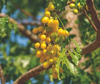Neem Tree - Feathery Leaves