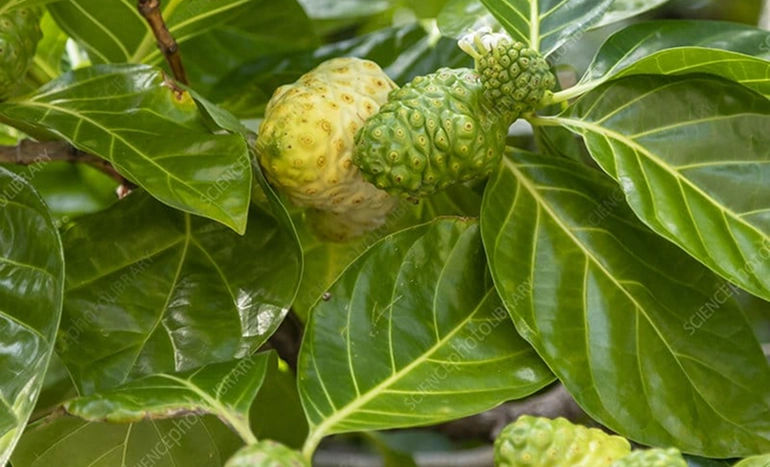 Noni Tree - Nature's Superfruit