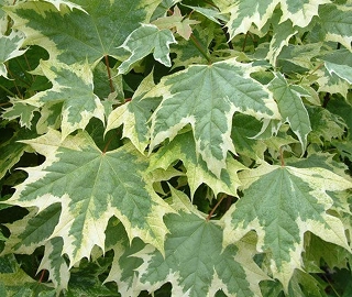 Norway Maple Tree - Autumn Colors