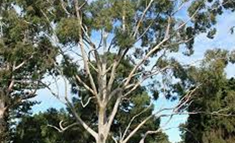 Lemon-Scented Gum Tree - Aromatic Marvel