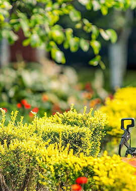 Desert Ironwood Tree Leaves and Flowers