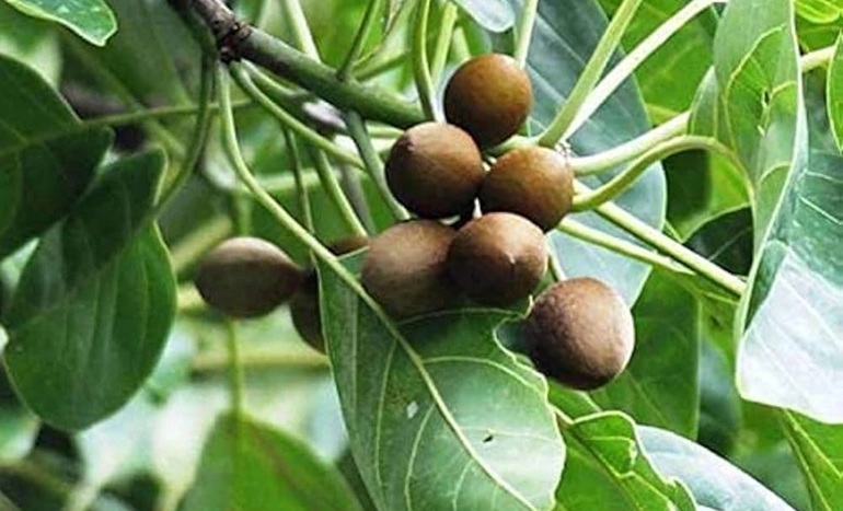Aadusa Tree - Medicinal Plant
