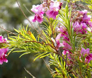 Desert Willow Tree Flowers and Leaves