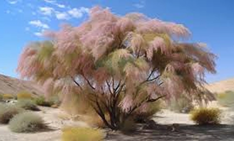 Desert Willow Tree - Stunning Arid Beauty