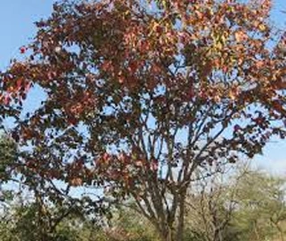 Dhawada Tree Bark - Medicinal Properties