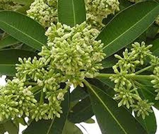 Dita Tree Bark - Medicinal Properties