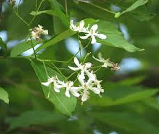 Dudhi Tree Environmental Benefits