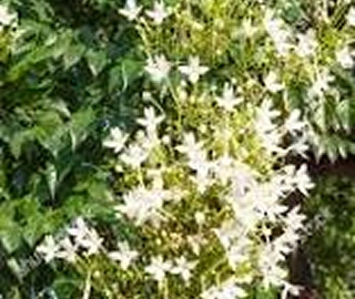 Indian Cork Fig Fruits