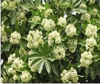 Indian Cork Fig Tree