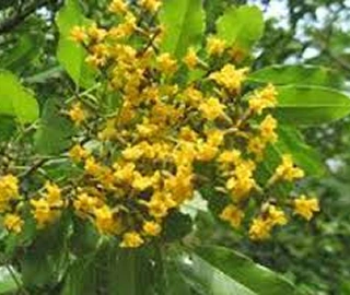 Indian Cork Fig Tree