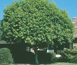 Indian Cork Fig Tree