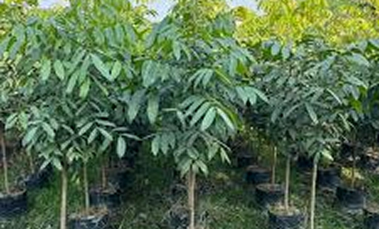 Indian Mahogany Tree