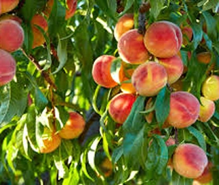 Indian Cork Fig Tree