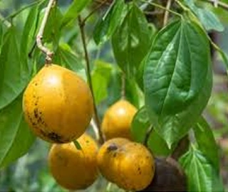 Indian Cork Fig Fruits