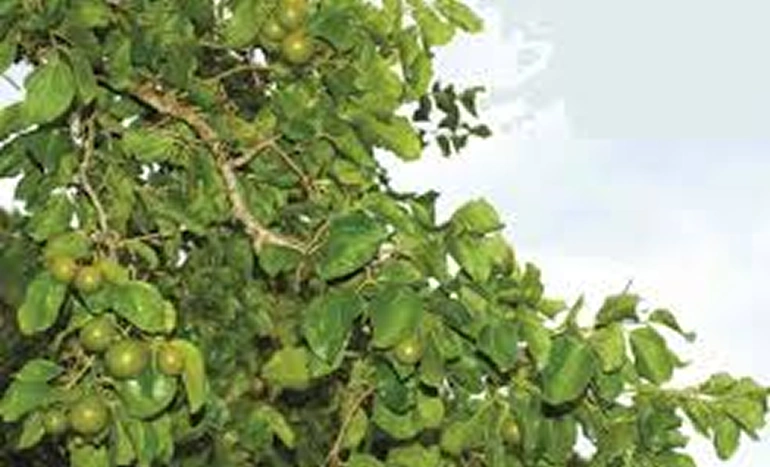 Indian Poison Nut Tree