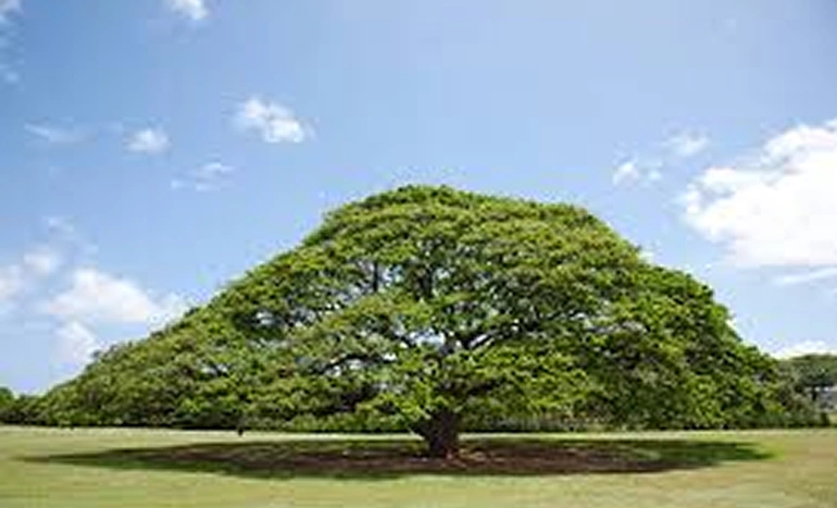 Indian Raintree Tree