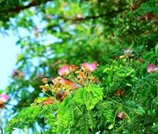 Indian Cork Fig Fruits