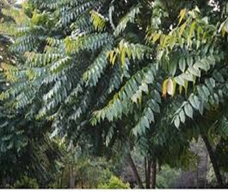 Indian Cork Fig Tree