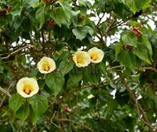 Indian Cork Fig Tree