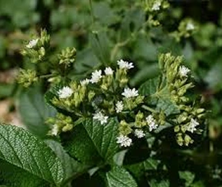 Indian Cork Fig Fruits