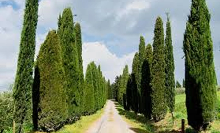 Italian Cypress Tree