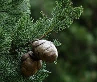 Indian Cork Fig Fruits