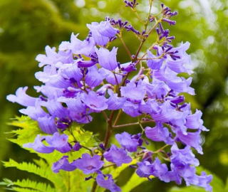 Indian Cork Fig Tree
