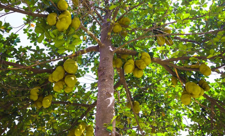 Jackfruit Tree