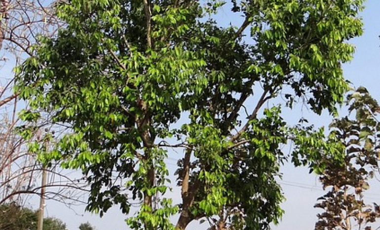 Jamun Tree