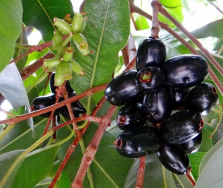 Indian Cork Fig Fruits