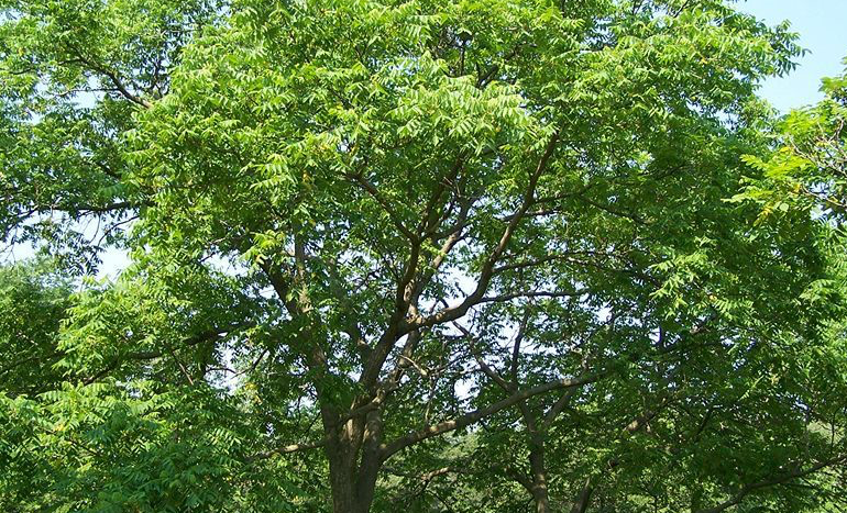 Japanese Walnut Tree