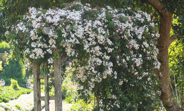 Jasmin Tree