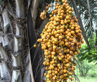 Indian Cork Fig Fruits