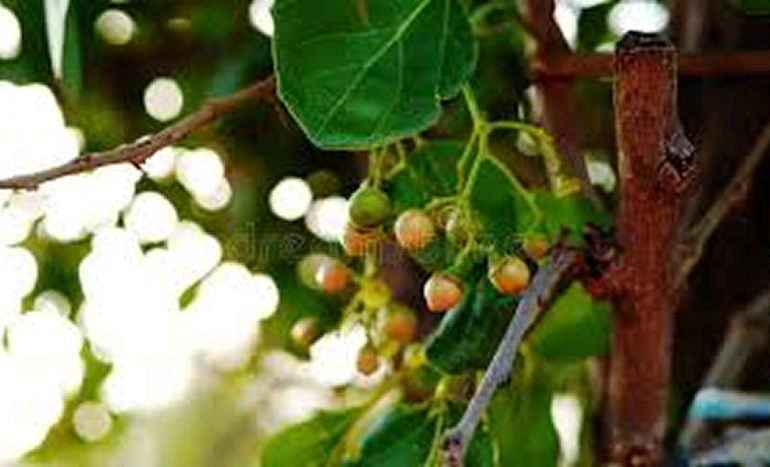 Lasoora Tree - Medicinal Marvel