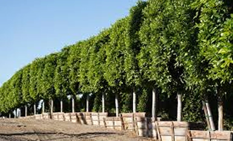 Indian Laurel Fig Tree