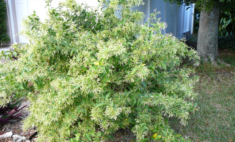 Raatrani Tree - Queen of the Night