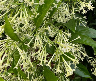 Raatrani Tree Plantation