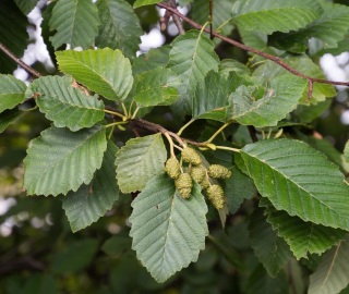 Red Alder Tree Environmental Impact