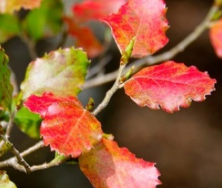 Red Beech Tree Characteristics