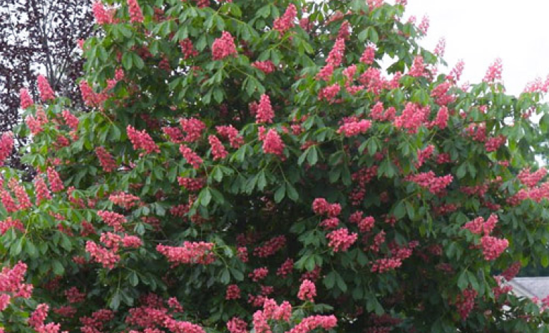 Red Horse Chestnut Tree - Stunning Flowers