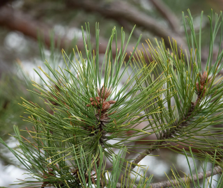 Red Pine Tree - Needles and Cones