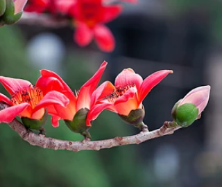 Red Silk Cotton Tree Flowers - Vibrant Blooms